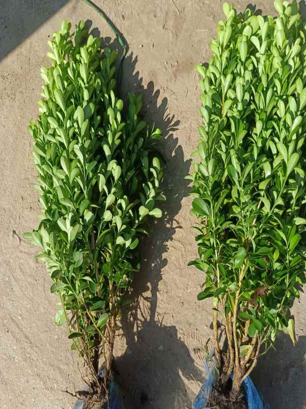 1734422561206399.jpg 1661851380776.jpg