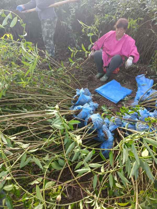 1734572192631002.jpg mmexport1635226858318.jpg