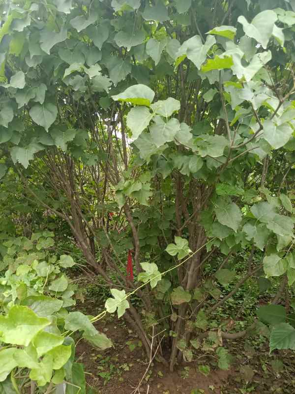 1734675961933347.jpg IMG_20220818_134936.jpg