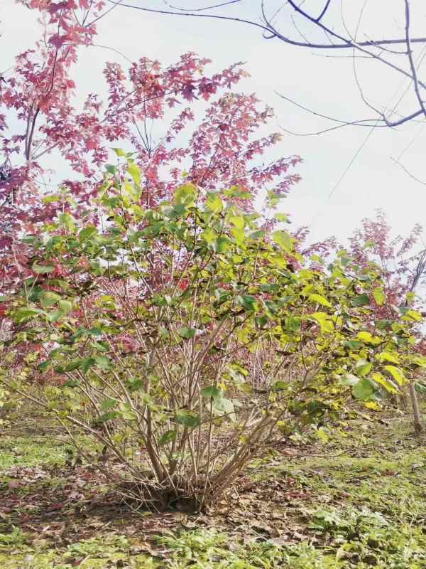 1734676591470437.jpg mmexport1635480353265.jpg