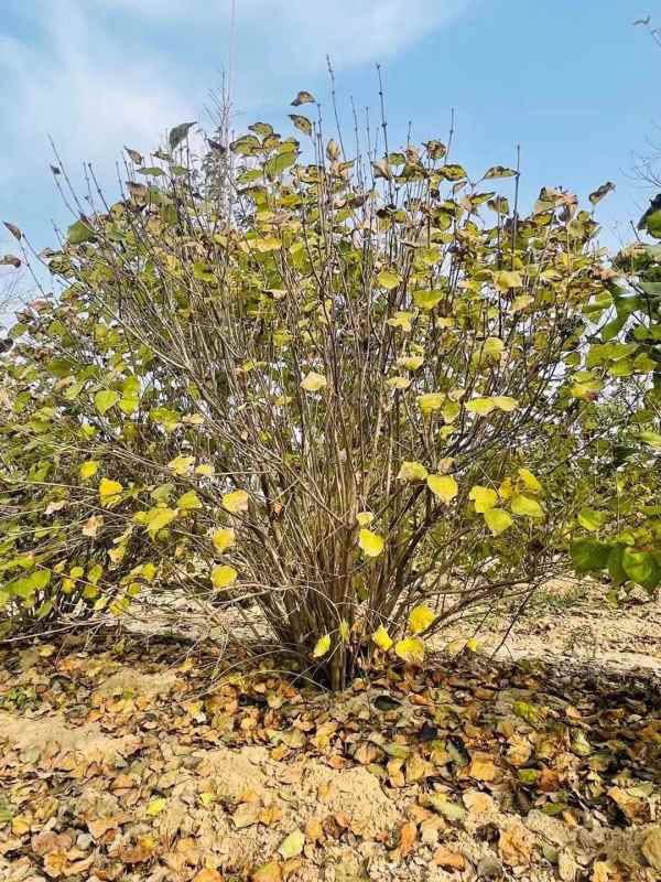 1734677563191499.jpg mmexport1635480373618.jpg