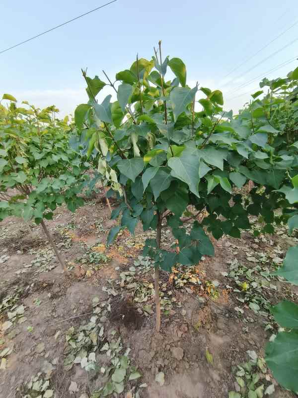 1734678360942967.jpg IMG_20230605_184903.jpg