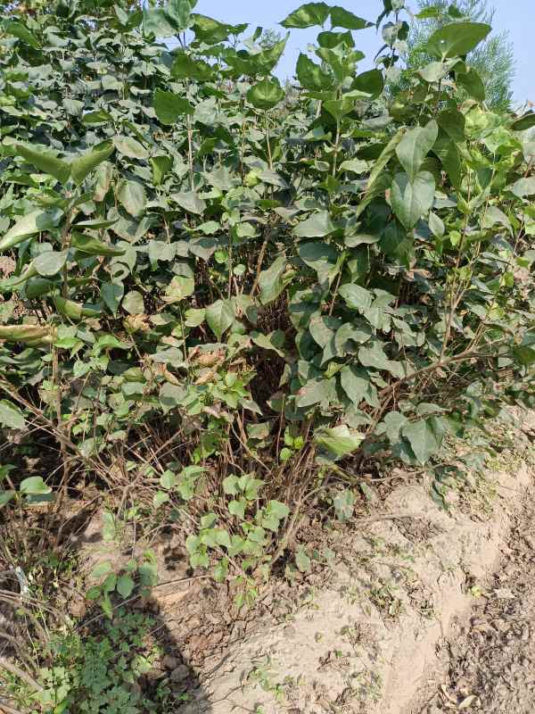 1734679187505467.jpg IMG_20220929_094129.jpg