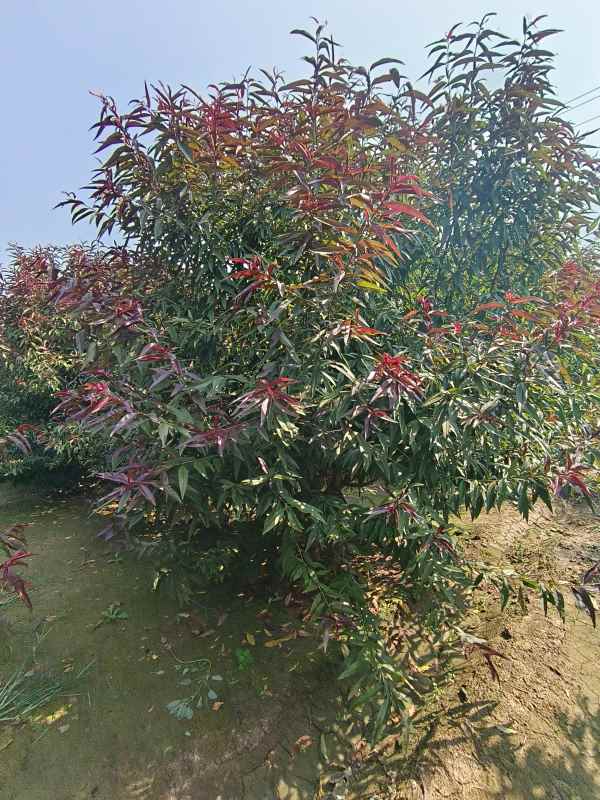 1734760964130447.jpg IMG_20230831_095905.jpg