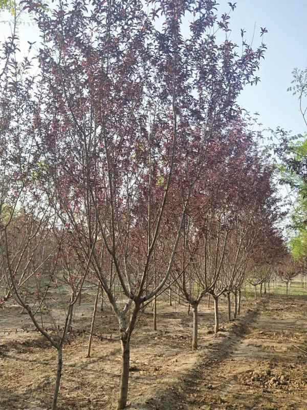 1734761032488155.jpg mmexport1557118810979.jpg