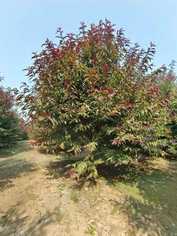 1734761094190111.jpg IMG_20230831_095738.jpg