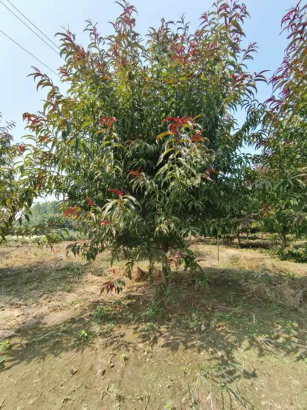 1734761212952317.jpg IMG_20230831_104709.jpg