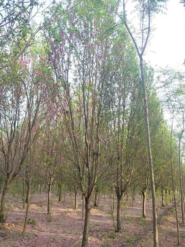 1734761369440745.jpg mmexport1557118824973.jpg