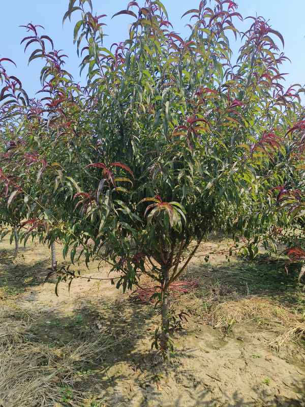 1734761487423886.jpg IMG_20230831_104906.jpg