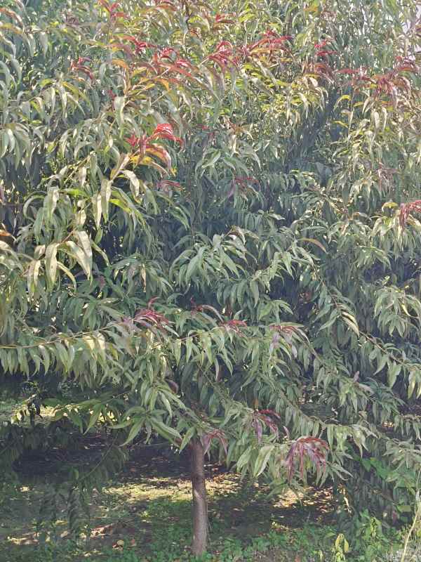 1734761628245182.jpg IMG_20230831_131445.jpg