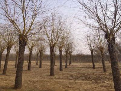 金絲垂柳為城市園林中的璀璨明珠，彰顯其獨(dú)特價(jià)值_最新苗木行情價(jià)格免費(fèi)報(bào)價(jià)