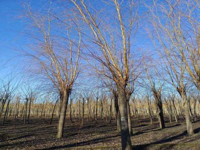 金絲垂柳在城市綠化中的應(yīng)用與養(yǎng)護(hù)_最新苗木行情價格免費報價