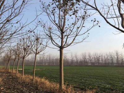 楸樹水分管理要點_苗木價格行情免費(fèi)報價