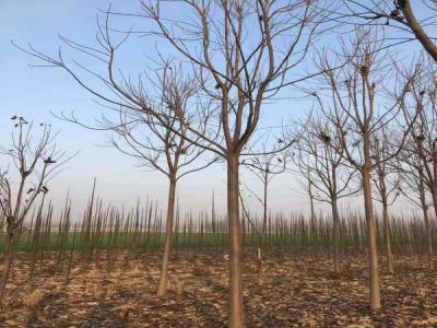 楸樹營養(yǎng)管理與施肥技巧_苗木價格行情免費(fèi)報價