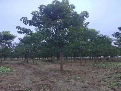 楸樹季節(jié)性養(yǎng)護(hù)要點_苗木價格行情免費(fèi)報價