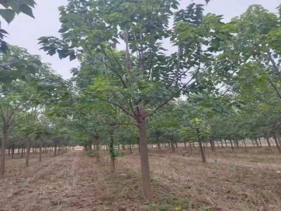 楸樹抗逆境養(yǎng)護(hù)策略_苗木價格行情免費(fèi)報價