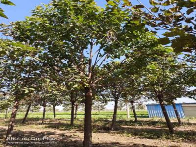 楸樹養(yǎng)護(hù)中的常見問題與解決方案_苗木價格行情免費(fèi)報價