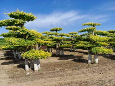 造型金葉榆在城市綠化中的應(yīng)用與種植策略_提供免費(fèi)苗木報(bào)價(jià)