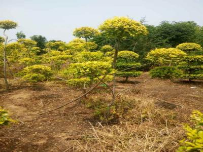 造型金葉榆：從選種到養(yǎng)護(hù)的全過程_提供免費(fèi)苗木報(bào)價(jià)