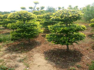 打造美麗景觀：造型金葉榆的種植指南_提供免費(fèi)苗木報(bào)價(jià)