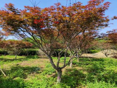 日本紅楓:種植與欣賞的藝術(shù)_提供苗木報價