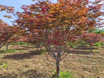 日本紅楓:從種植到觀賞的完整指南_提供苗木報價