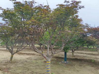 打造秋日美景:日本紅楓的種植技巧_提供苗木報價