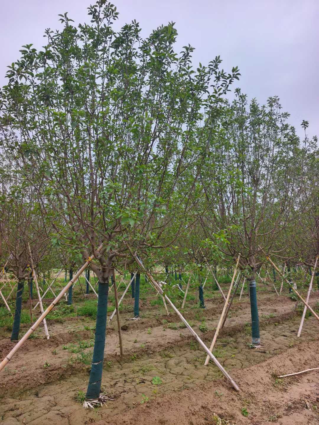 1752201186572395.jpg 1750402035369208.jpg