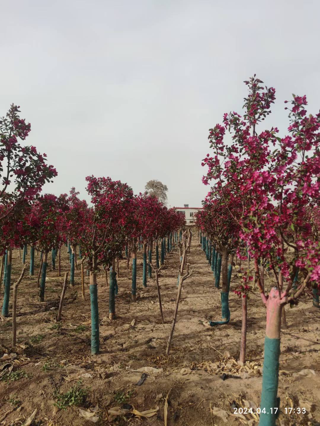 1752575240257060.jpg 1750404572118330.jpg