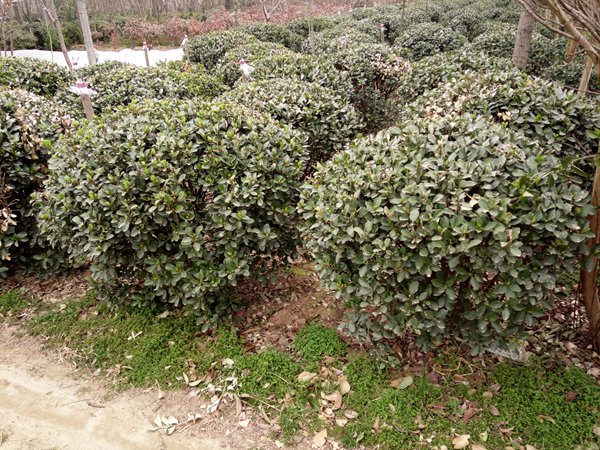 1753230330331194.jpg 5f8acbd5b15e5b481073ceaee8c6d61f.jpg