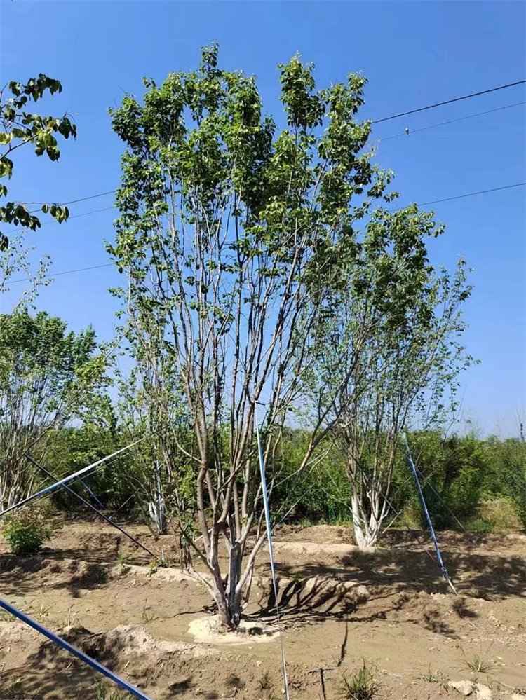 1754015347377334.jpeg 1750404667312782.jpeg