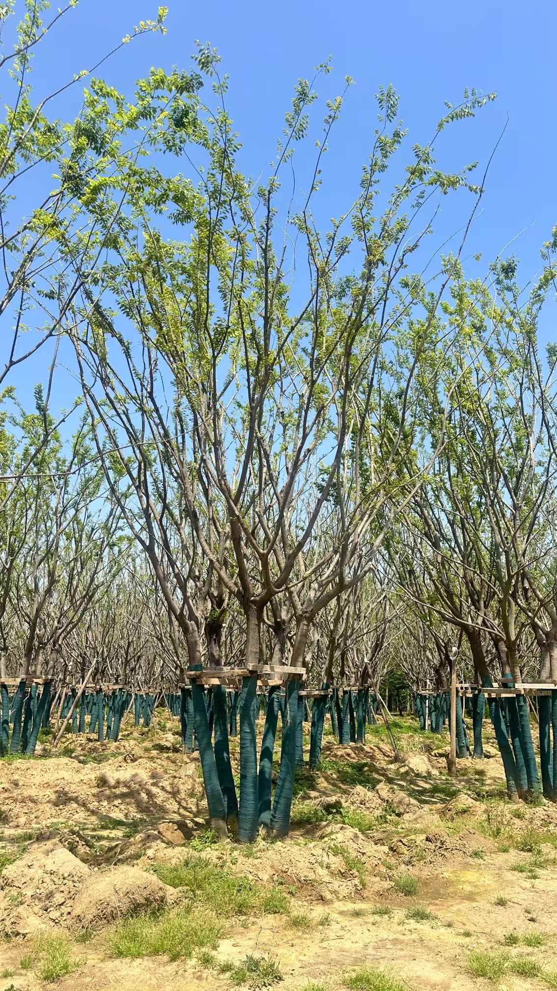 1754703940788271.jpg 1750402972687970.jpg