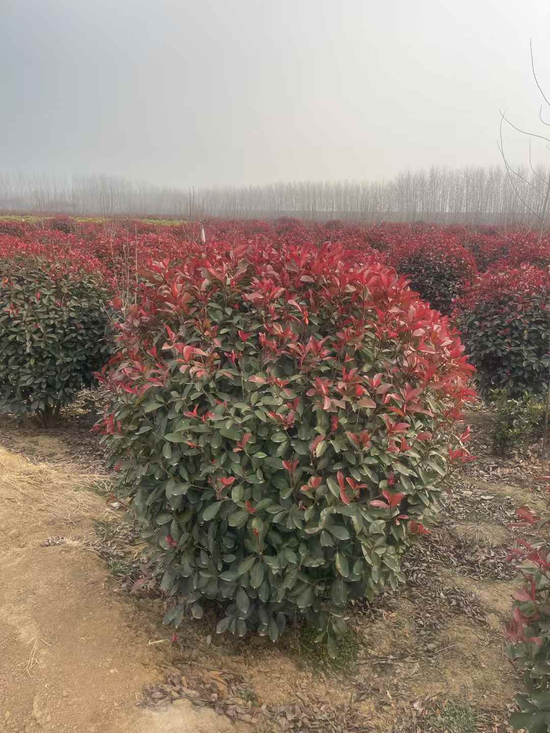 1754966783799939.jpg 1750402554773758.jpg