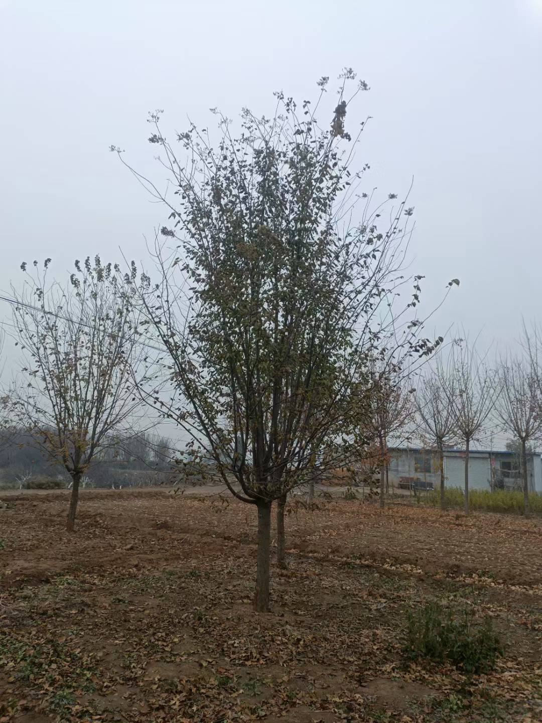 1754966889809223.jpg 1750402475362105.jpg