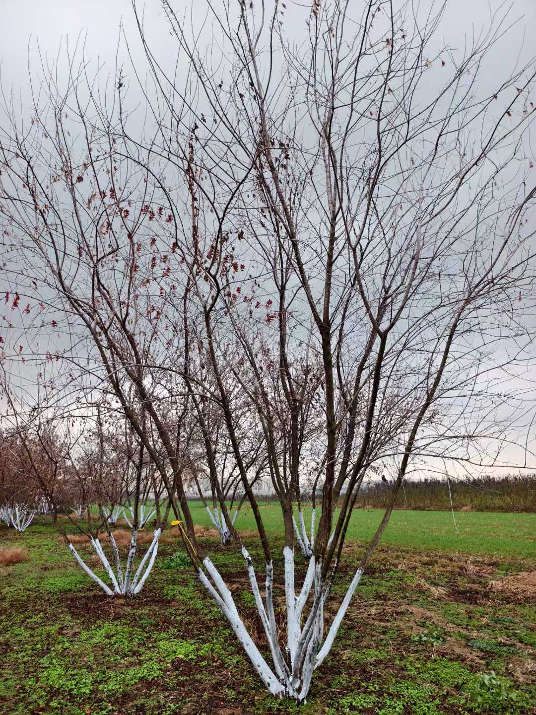 1757487084154931.jpg 1750402173139198.jpg