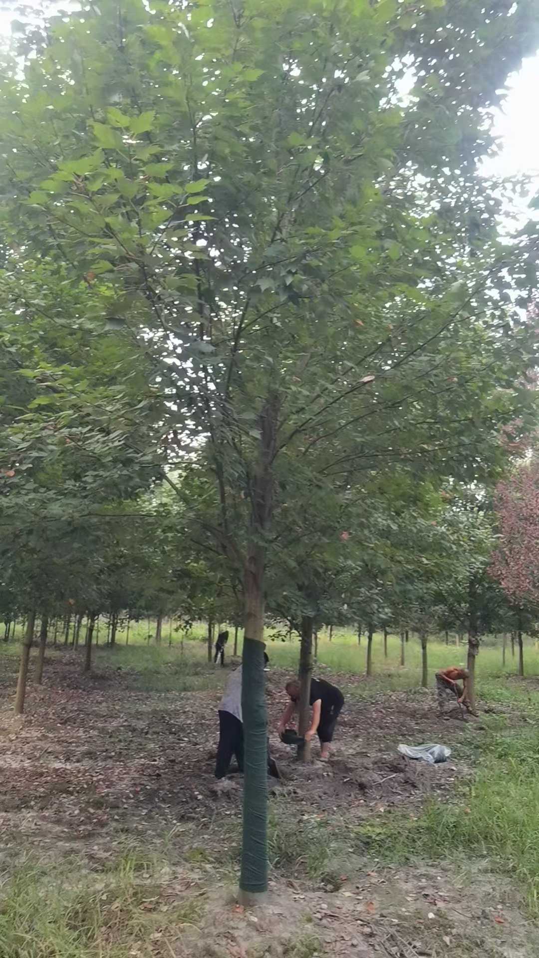 1759315010740938.jpg 1750404444332921.jpg